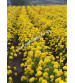 Marigold Yellow Iris F1 IHS-108 50 Seeds
